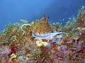 nudibranche 2